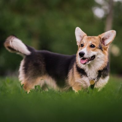 The Queen's Corgis have their menus composed a month in advance by canine experts
