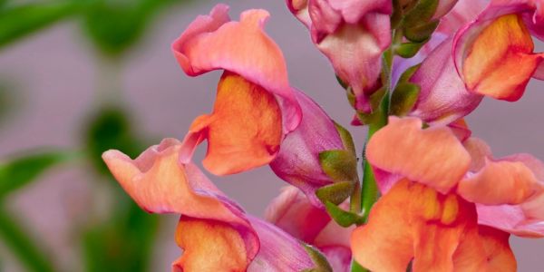 Keep the kids entertained in the garden this summer
