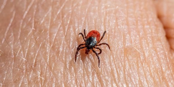Pharmacist warns against common tick removal mistakes