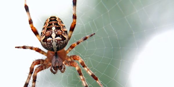 Spider Season - How to Keep Spiders Out of Your Home | The Lifestyle Daily