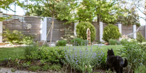 Creating an Eco-Friendly Garden: Sustainable Home Projects